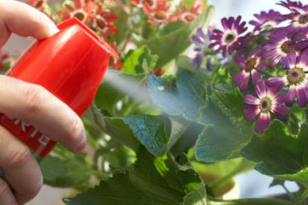 Rociar flores de interior con un insecticida