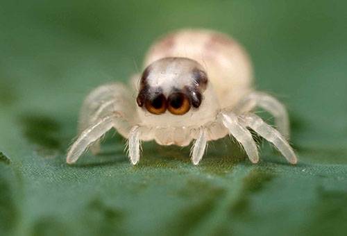 Con nhện nhỏ