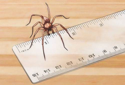 Kích thước của một con nhện lang thang