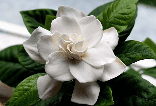 Cvijet Gardenije