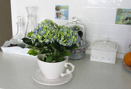 Hoa cẩm tú cầu trong bếp
