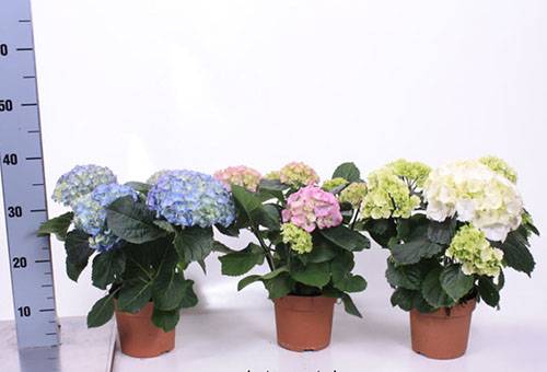 Hydrangea rôznych farieb v kvetináčoch