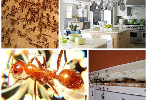 Rode mieren in het appartement
