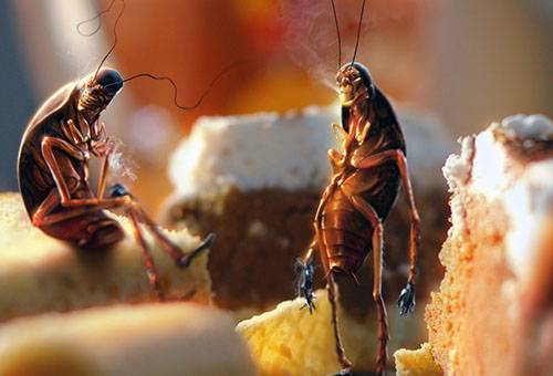 Kakkerlakken in etensresten