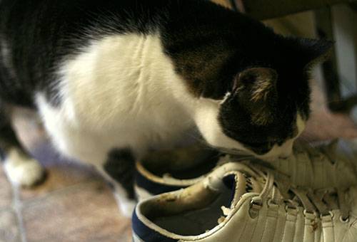 חתול מרחרח נעליים
