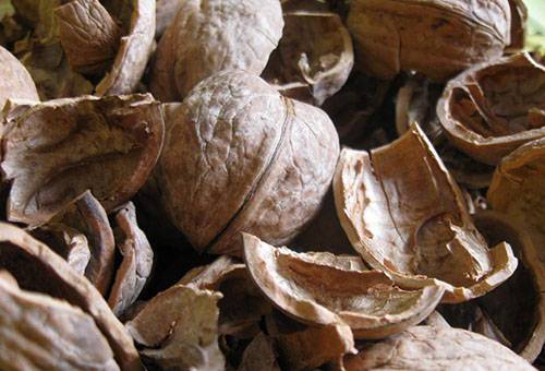 Shell walnut
