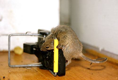 O rato pego em uma armadilha
