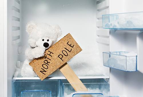 Teddy kutup ayısı dondurucu