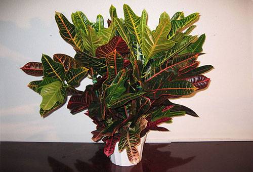 Croton într-un vas ceramic