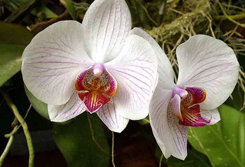 Vnitřní květy orchidejí