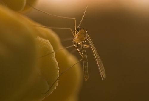 Hubársky komár