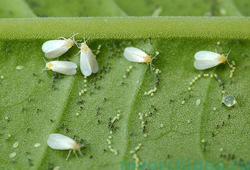 Whiteflies su una foglia di pianta