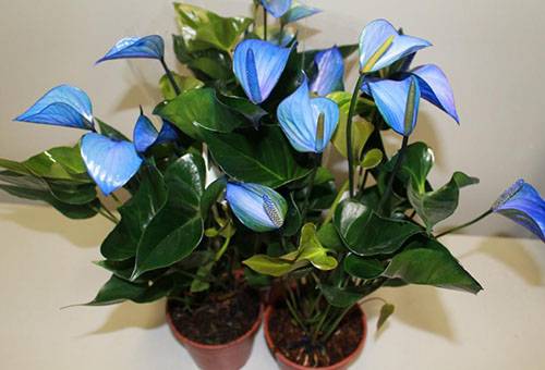 Anthurium con flores azules