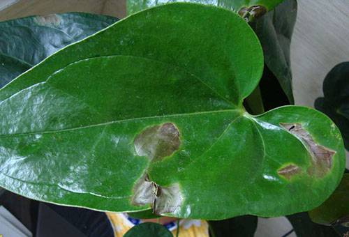 Nasira na Anthurium Leaf