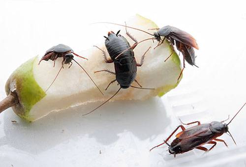 Zwarte kakkerlakken die een stomp van peer eten
