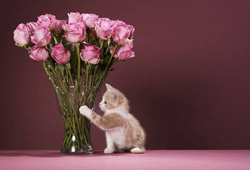 Kitten og en buket roser