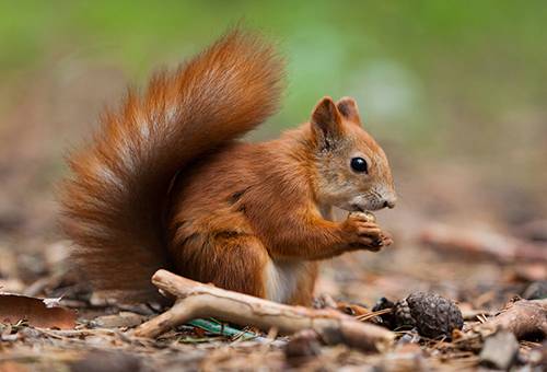 Squirrel gnaws isang pine nut