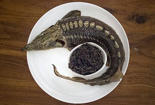 Sterlet dengan kaviar