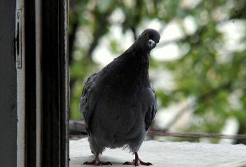 Pigeon mira por la ventana de un apartamento