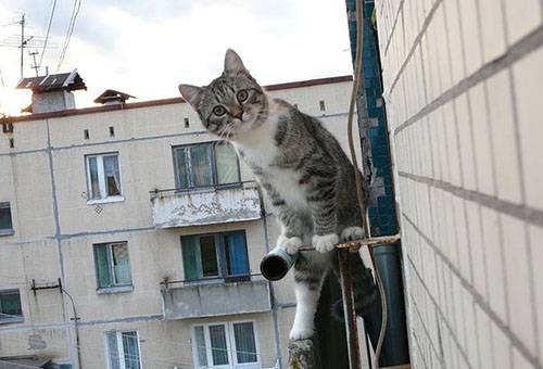 Kat bij het balkon