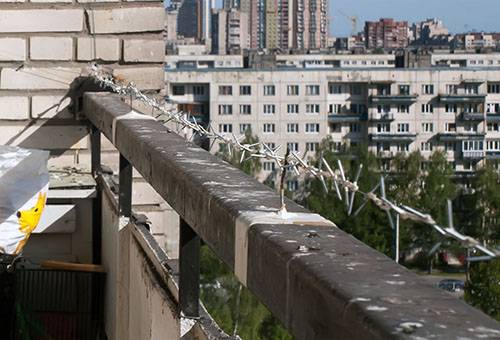 Spygliuota tvora prieš balandžius balkone