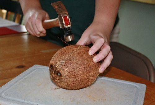 hammer on coconut