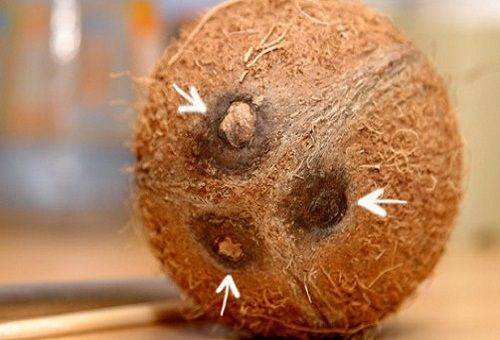 drie gaten in een kokosnoot