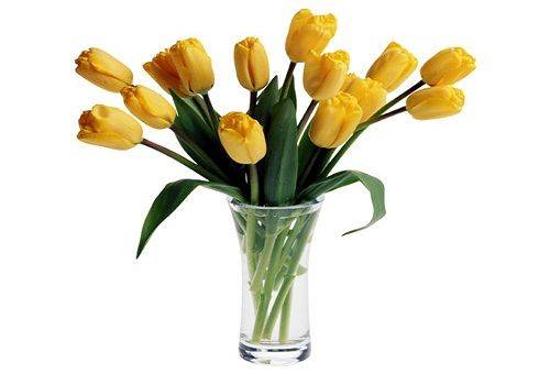 gule tulipaner