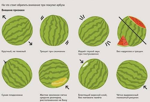 Die Regeln für die Wahl der Wassermelone