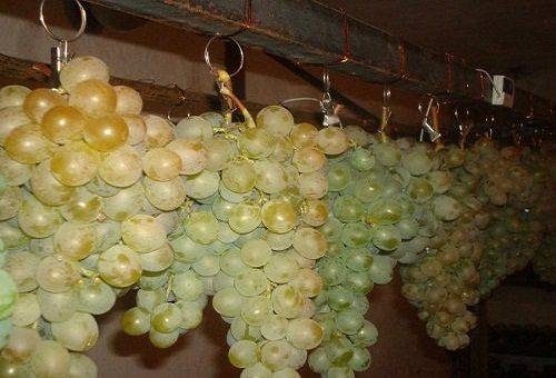 függő szőlő