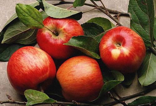 תפוחים אדומים בסתיו