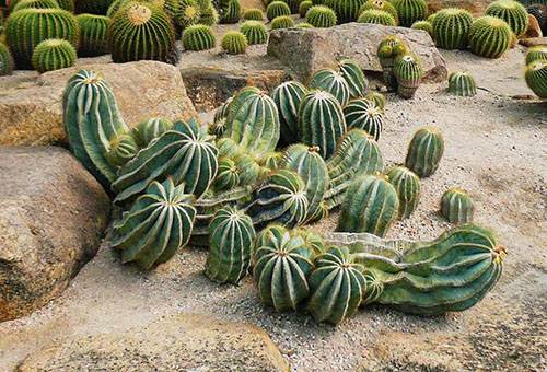 Cactus allo stato brado