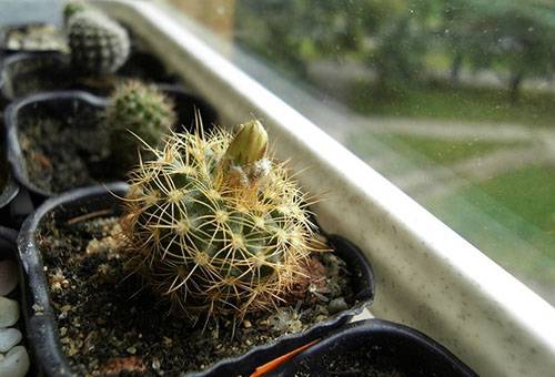 Kaktus i vindueskarmen