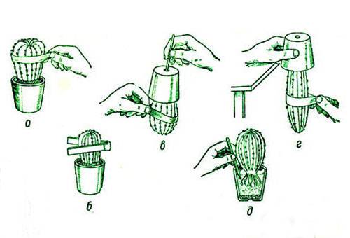 Vzor transplantace kaktusu