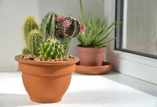 Diferents tipus de cactus en una olla