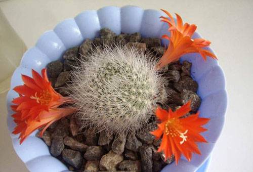 Cactus înflorit