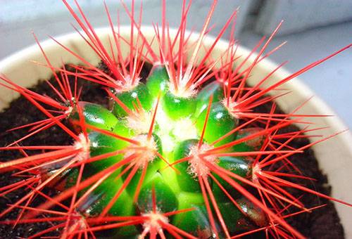 Kaktus z czerwonymi igłami