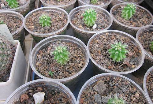 Zakořeněné malé kaktusy