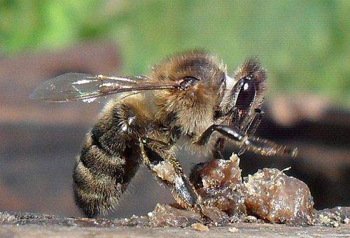 пчела и прополис