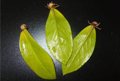 Βερνικωμένα φύλλα Zamioculcus