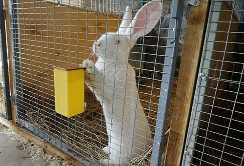 Coniglio in una gabbia