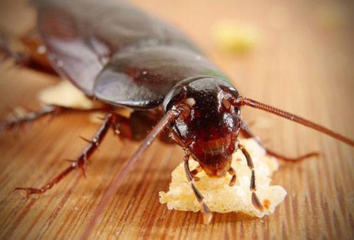 Kakkerlak eten aas