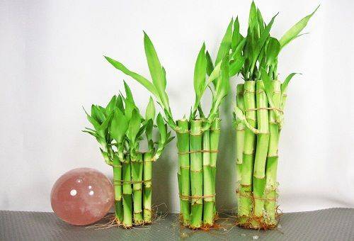 dekorativ bambus i vannet