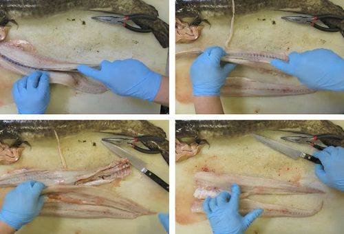 fasen van het schoonmaken van vis 1