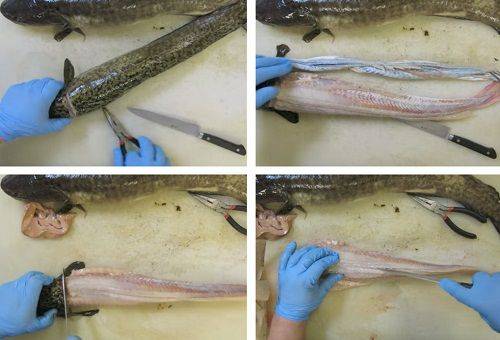 fasi di pulizia del pesce 2