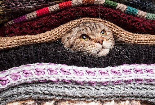gatto fa capolino dai vestiti