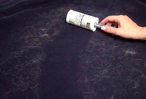 membuang rambut kucing dari kain