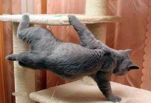 חתול משחק על עמוד גירוד