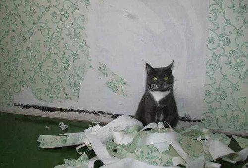 kucing merobohkan kertas dinding