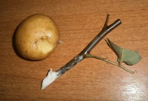 Rotter en rosestang i en kartoffel